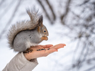 Girl feeds a squirrel with nuts at winter. Caring for animals in winter or autumn.