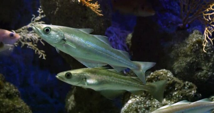 European pollock, pollachius pollachius, Fishes Swimming, Real Time 4K