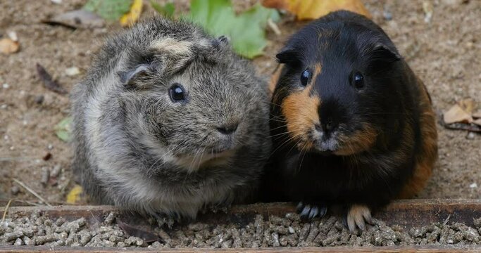 Guinea Pig, cavia porcellus, Pair of Adults Eating Food, Real Time 4K