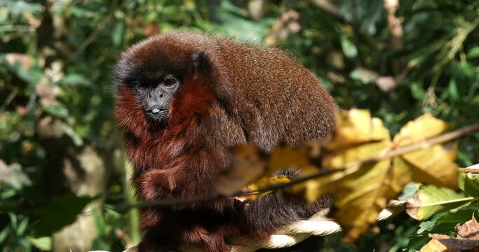Red Titi Monkey, callicebus cupreus, Adult standing on Branch, Eating Food, Real Time 4K