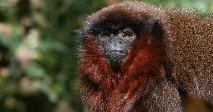 Red Titi Monkey, callicebus cupreus, Portrait of Adult, Real Time 4K