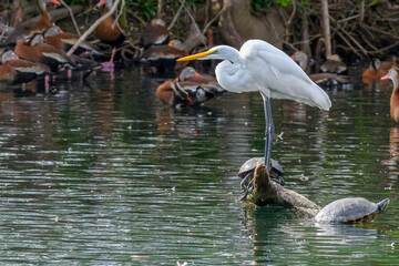 Great Egret on a Log with Turtles Below and Blurred Black-bellied Whistling Ducks in the Background in Audubon Park Lagoon