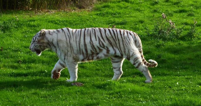 White Tiger, panthera tigris, Adult Walking, Real Time 4K