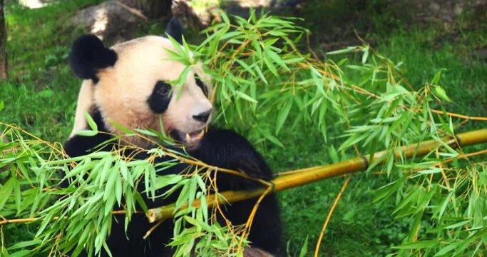 Giant Panda, ailuropoda melanoleuca, Adult eating Bamboo Leaves, Real Time 4K