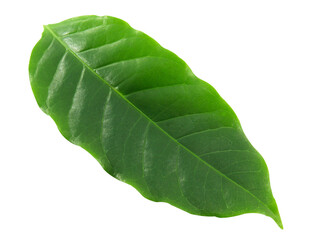 Obraz premium One green leaf isolated on white background.