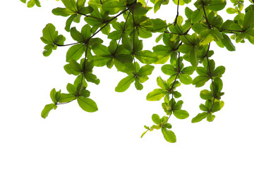 Green leaf or branch isolated on white background.