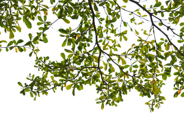 Green leaf or branch isolated on white background.