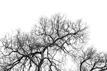 Fototapeta na wymiar Silhouette tree branch isolated with white background.