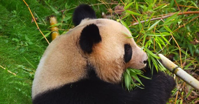 Giant Panda, ailuropoda melanoleuca, Adult eating Bamboo Leaves, Real Time 4K