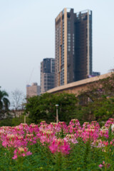Selective focus on pink flowers full blooming in Chatuchak Park, Bangkok, Thailand.