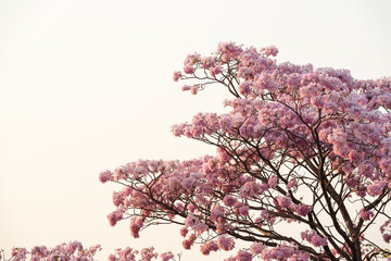 Closeup pink trumpet, pink poui, rosy trumpet (tabebuia rosea) flowers in full bloom.