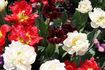 Tulips, beautiful, colorful spring flowers. Close up.