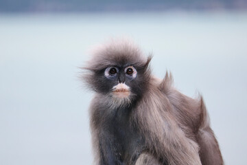 Cute shaggy adult dusky leaf monkey (Trachypithecus obscurus) close up.