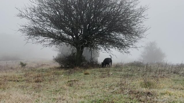 Doberman Pinscher Dog Running, Exploring Misty Grass Meadow, Lonely Bare Tree 2