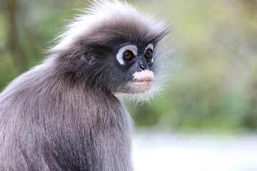 Portrait of a cute juvenile dusky leaf monkey (Trachypithecus obscurus).
