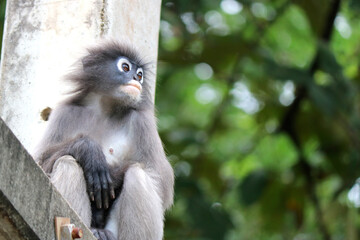 Obraz premium Cute young dusky leaf monkey (Trachypithecus obscurus) sits on a pole and is sad.