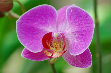 Fototapeta na wymiar Phalaenopsis Orchid Flower in Can Tho, Viet Nam