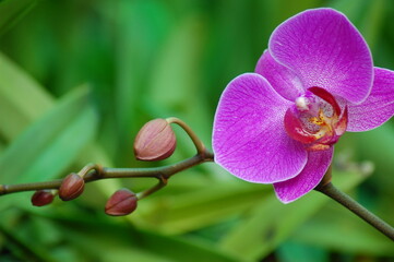 Phalaenopsis Orchid Flower in Can Tho, Viet Nam