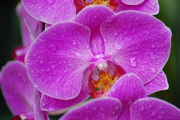 Phalaenopsis Orchid Flower in Can Tho, Viet Nam