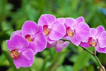 Phalaenopsis Orchid Flower in Can Tho, Viet Nam