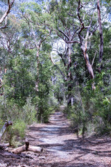 Australian bush track
