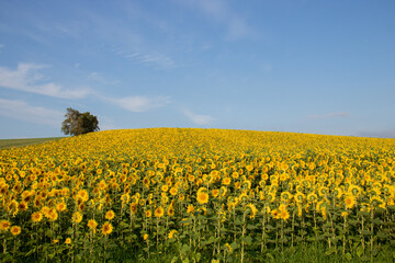 Fototapeta premium 満開のヒマワリ畑と青空 
