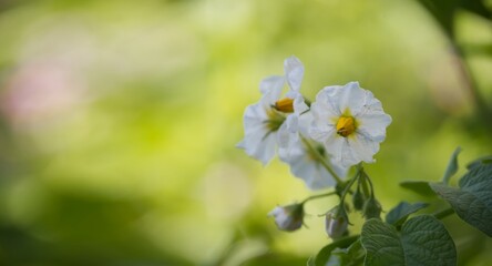 Obraz na płótnie Canvas Flowering potato plant, potatoes flowers blossom
