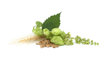 Hop cones and wheat grain over white background