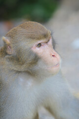 Fototapeta premium a Wild macaques at Kam Shan Country Park, hk