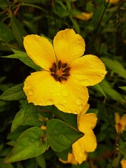 yellow flower