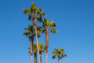 Obraz premium Palm trees against beautiful blue sky