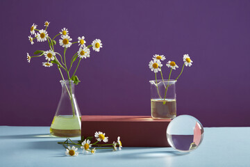 Empty podium, transparent ball, erlenmeyer flask containing essence and fresh feverfew on purple...
