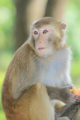 a Wild macaques at Kam Shan Country Park, hk