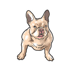 dog puppies vector