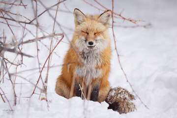 Obraz premium Red Fox