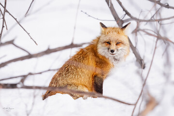 Red Fox