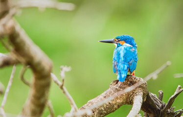 A kingfisher waiting for its prey