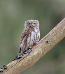 Eurasian Pigmy Owl in a fir grove on sunny spring day