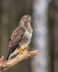 Common Buzzard in winter at a wet forest