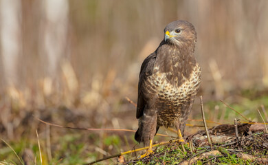 Common Buzzard in winter at a wet forest