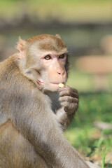 a Wild macaques at Kam Shan Country Park, hk