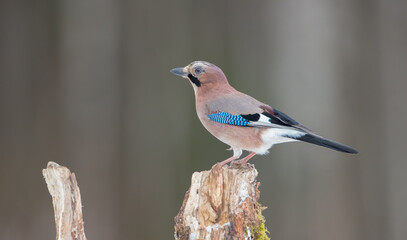 Eurasian Jay - in winter near the wetland at the wet forest