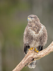 Common Buzzard in winter at a wet forest