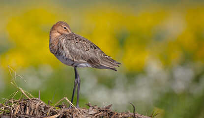 The black-tailed godwit - adult bird at a wet fields in late spring