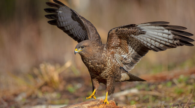 Common Buzzard in winter at a wet forest