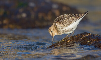 Dunlin - young bird at a seashore on the autumn migration way