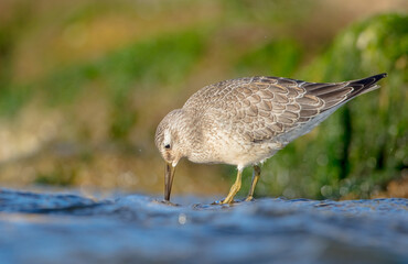 Red Knot - on the autumn migration way at a seashore