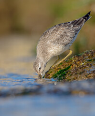 Red Knot - on the autumn migration way at a seashore