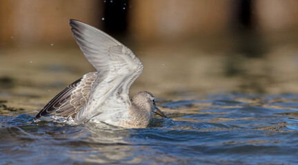 Fototapeta premium Red Knot - on the autumn migration way at a seashore