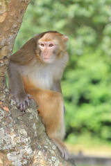 a Wild macaques at Kam Shan Country Park, hk